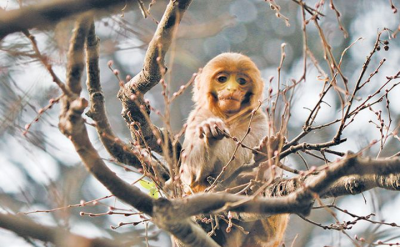 Monkeyaa-1582558739.png