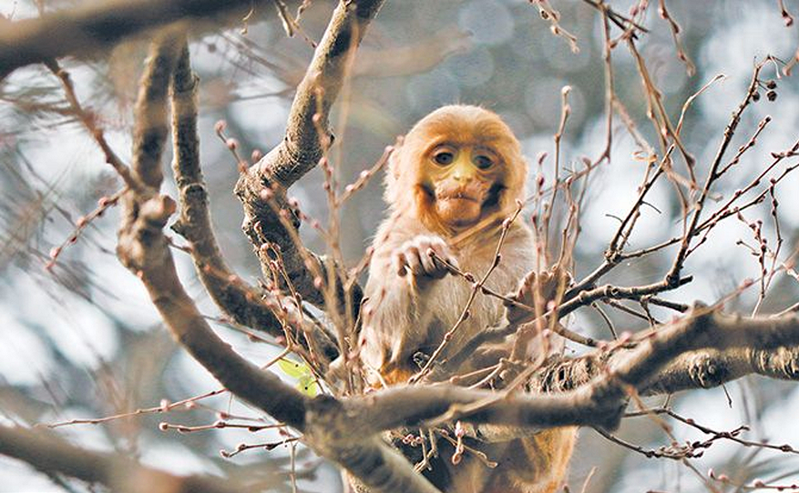 Monkeyaa-1582558739.png