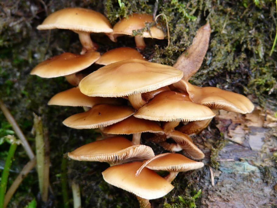 jungle-chyau-1594291180.jpg