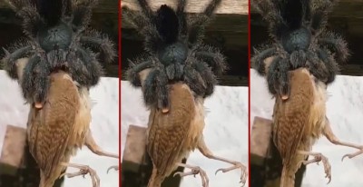 spider_bird_viral-1600686184.jpg