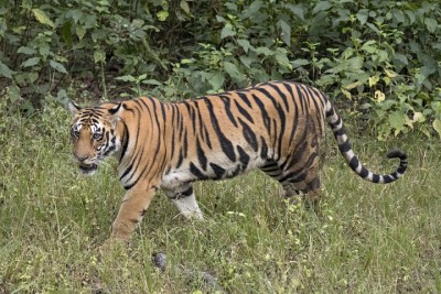 tiger-1601455299.jpg
