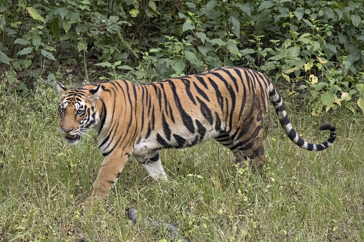 tiger-1601455299.jpg