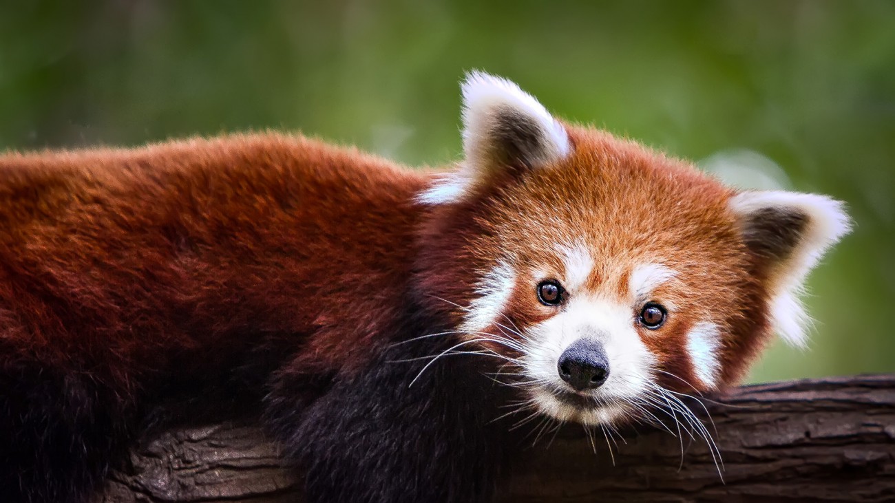 red-pandas-1603348163.jpg
