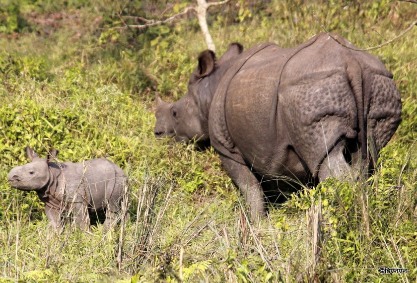 rhino-1615959324.jpg