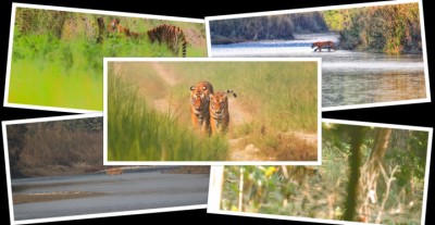 Tiger-Photo-1615999741-1616036390.jpg