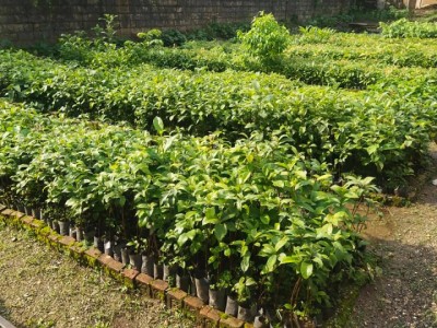 biruwa-1623223532.jpg