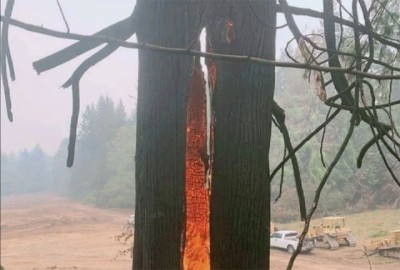 Burning-tree-from-one-hal-1623462615.jpg