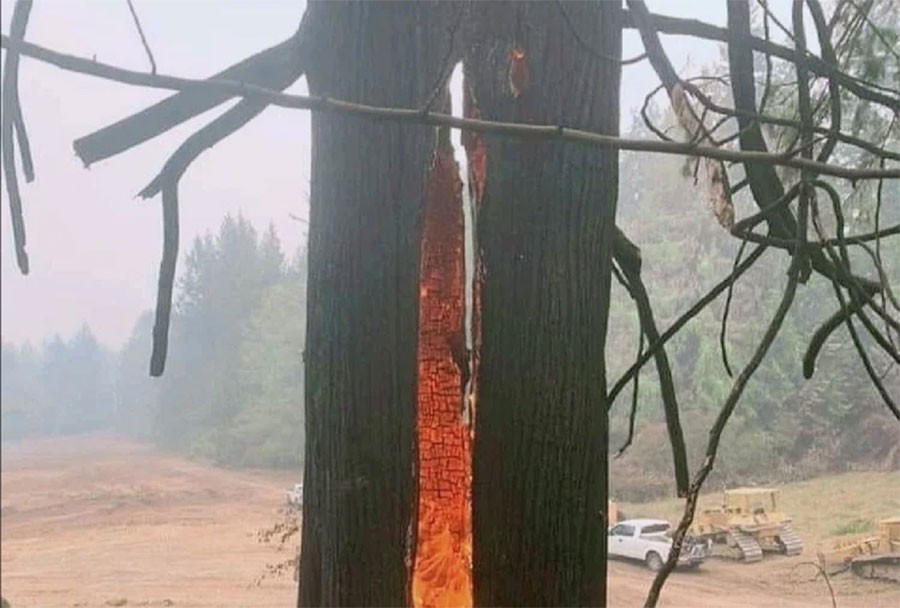 Burning-tree-from-one-hal-1623462615.jpg