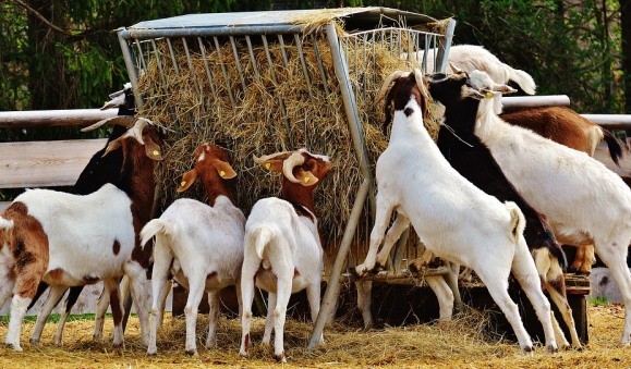 Goat-Farming-Business-Pla-1625889453.jpg