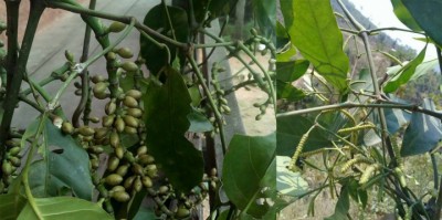 bhote-lahara-1627809082.jpg