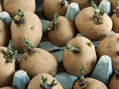 Seed-Potato-1635318272.jpg