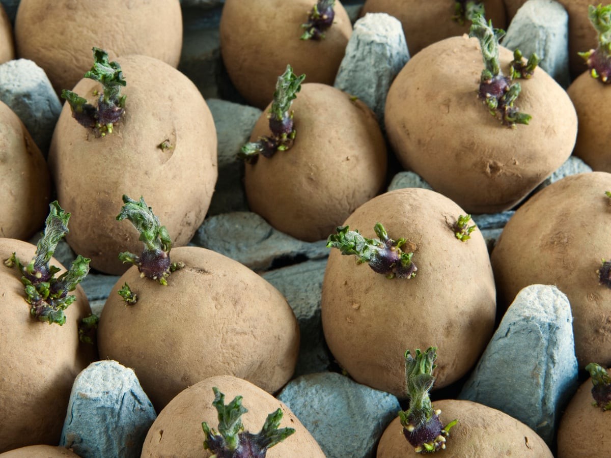 Seed-Potato-1635318272.jpg