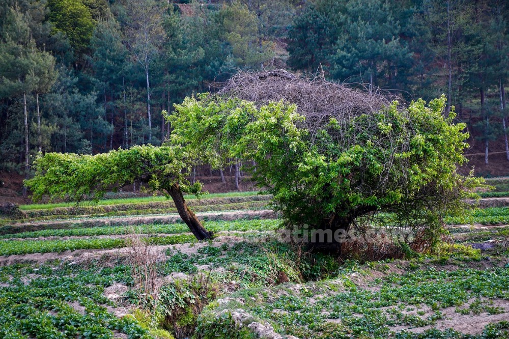 हुयान साङले रोका मयलको रुख ।